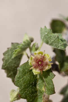 Ayenia microphylla A. Gray resmi