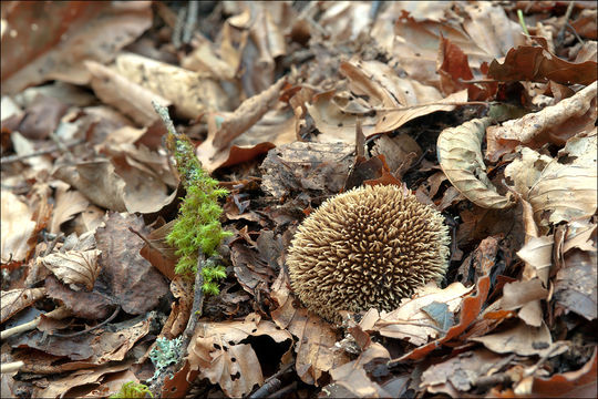 Imagem de Lycoperdon echinatum Pers. 1794