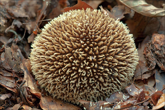 Image of Lycoperdon echinatum Pers. 1794