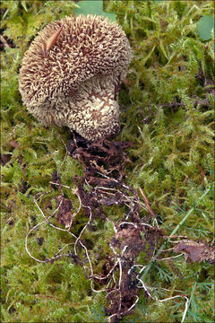 Imagem de Lycoperdon echinatum Pers. 1794