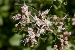 Sivun Ageratina wrightii (A. Gray) R. King & H. Rob. kuva