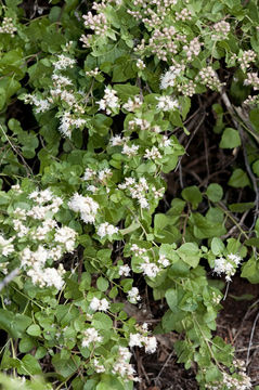 صورة Ageratina wrightii (A. Gray) R. King & H. Rob.