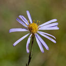 Image of Geyer's aster