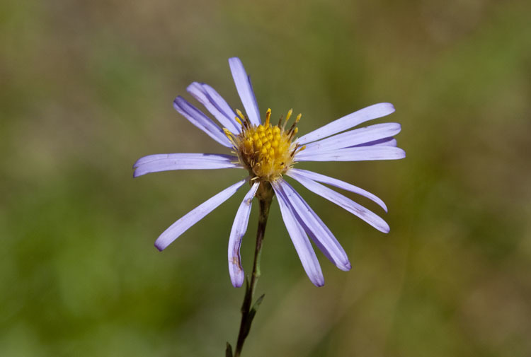 Image of Geyer's aster