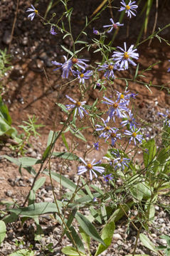 Image of Geyer's aster