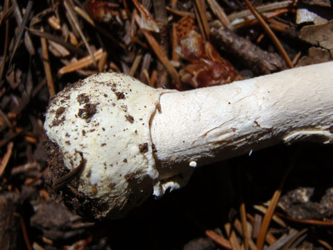 Image of gemmed Amanita