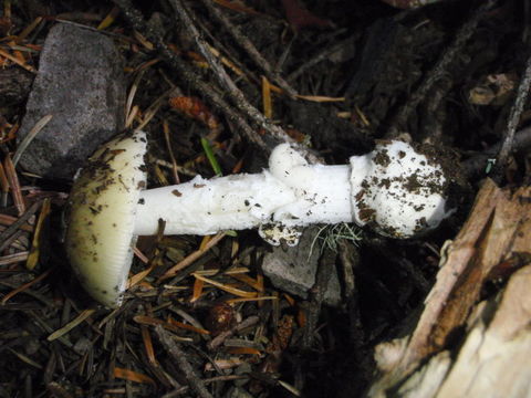 Image of gemmed Amanita