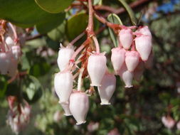 Arctostaphylos viscida Parry resmi