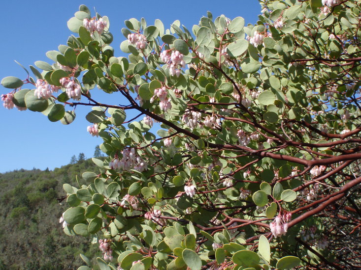 Imagem de Arctostaphylos viscida Parry