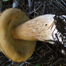 Imagem de Boletus edulis Bull. 1782