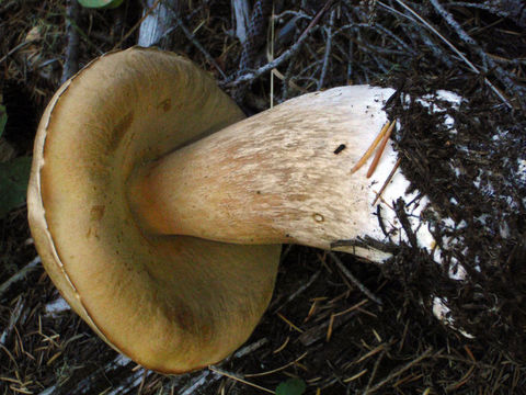 Imagem de Boletus edulis Bull. 1782