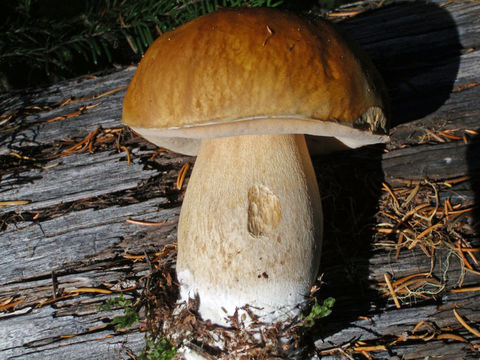 Image of Cep