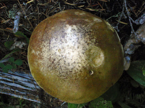 Image of Cep