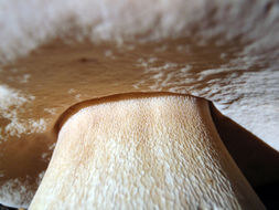 Image of Cep