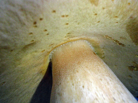 Image of Cep