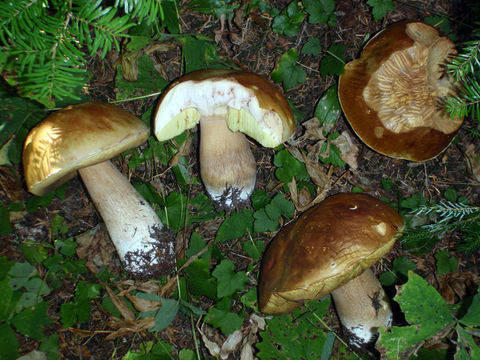 Imagem de Boletus edulis Bull. 1782