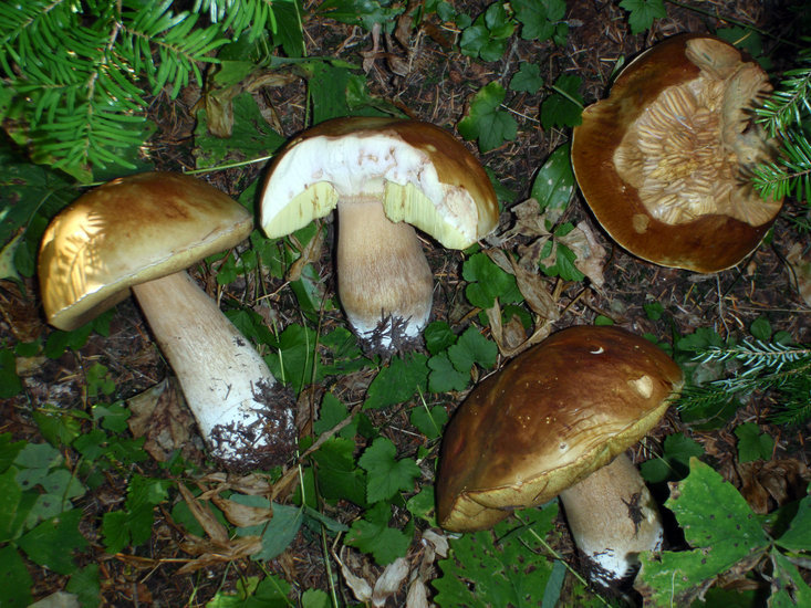 Image of Cep