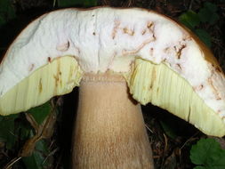 Image of Cep