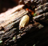 Image of Piper's buxbaumia moss