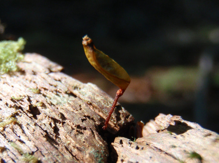 Image of Piper's buxbaumia moss