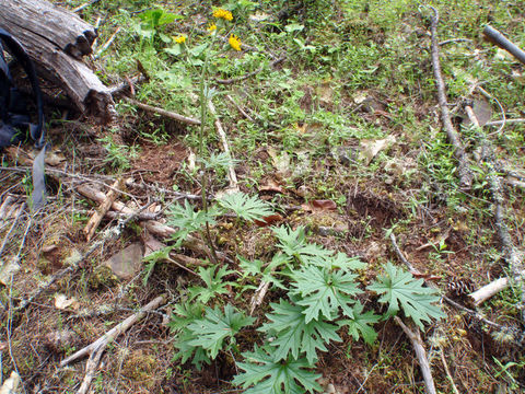 Image de Cacaliopsis nardosmia (A. Gray) A. Gray