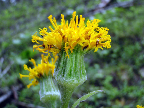 Image de Cacaliopsis nardosmia (A. Gray) A. Gray