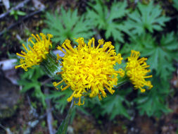 Image de Cacaliopsis nardosmia (A. Gray) A. Gray