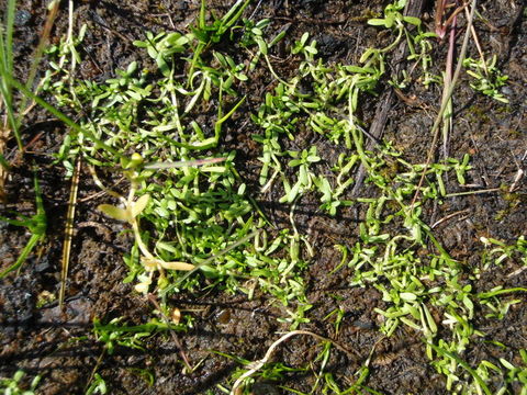 Image of winged water-starwort