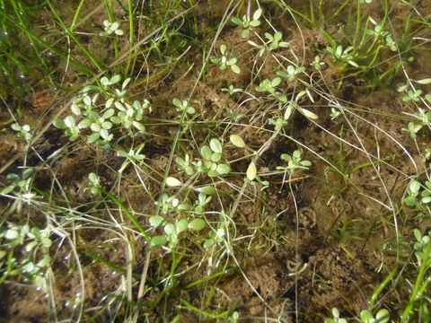 Image of winged water-starwort