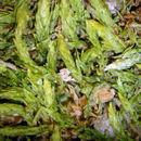 Image of silver-moss