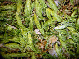 Image of silver-moss