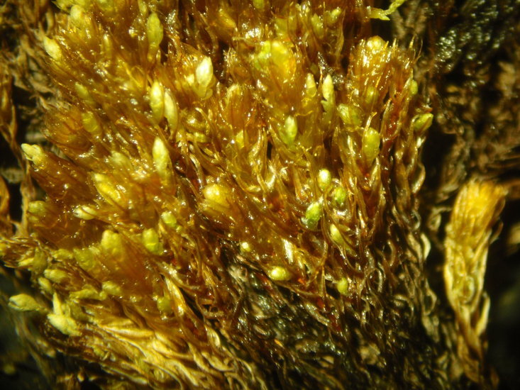 Слика од Bryum cyclophyllum Bruch & W. P. Schimper 1839