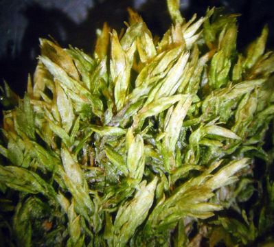 Слика од <i>Imbribryum gemmiparum</i>