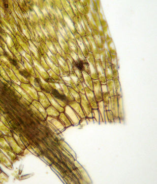 Image of <i>Imbribryum gemmiparum</i>