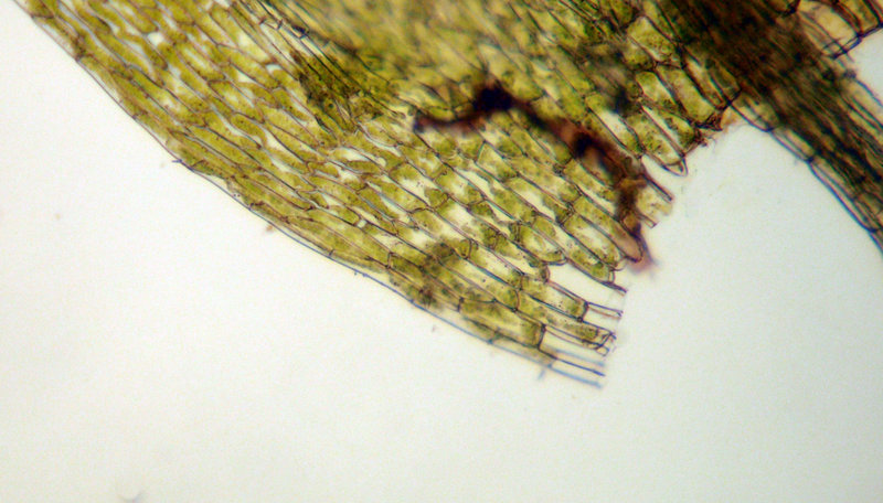 Image of <i>Imbribryum gemmiparum</i>
