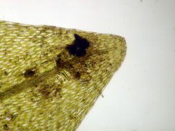 Image of <i>Imbribryum gemmiparum</i>