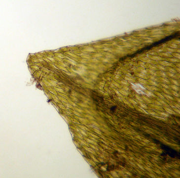 Image of <i>Imbribryum gemmiparum</i>