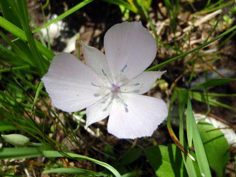 Image of Monterey mariposa lily