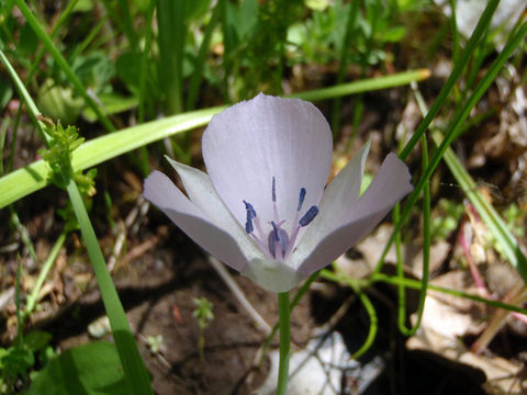 Image of Monterey mariposa lily