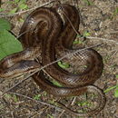 Image of Smooth Snakes