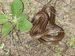 Image of Smooth snake