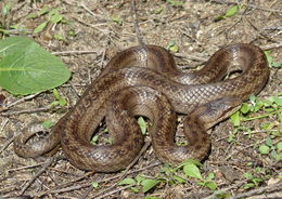 Image of Smooth snake