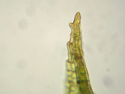 Image of <i>Ceratodon stenocarpus</i>