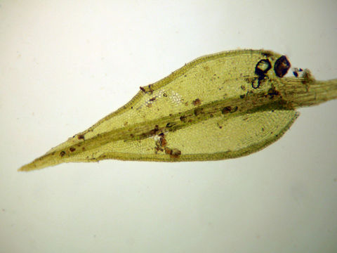 Image of <i>Ceratodon stenocarpus</i>