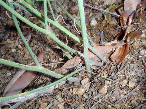 Image of chondrilla