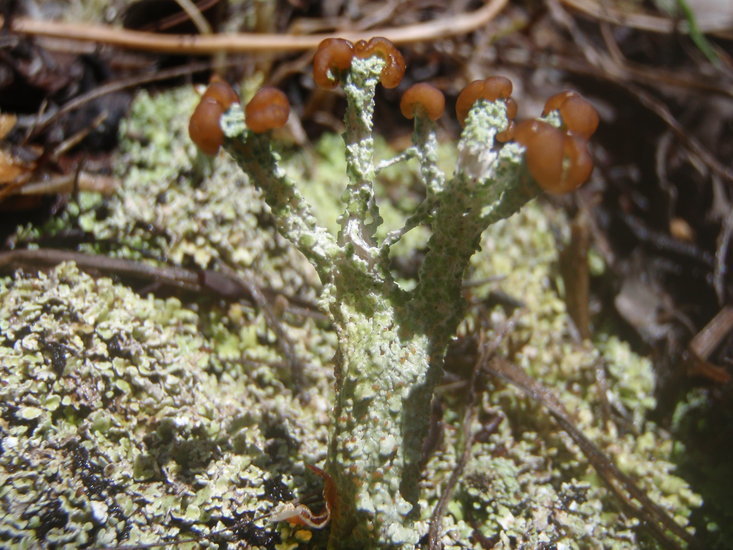 Image of cup lichen