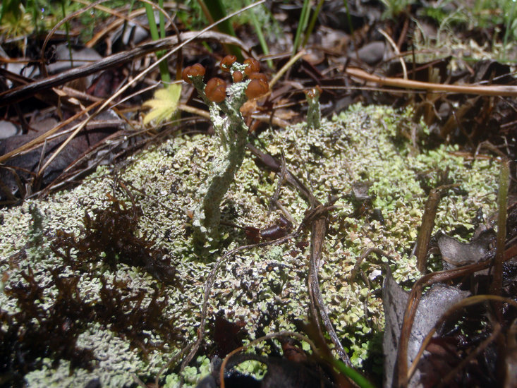 Image of cup lichen