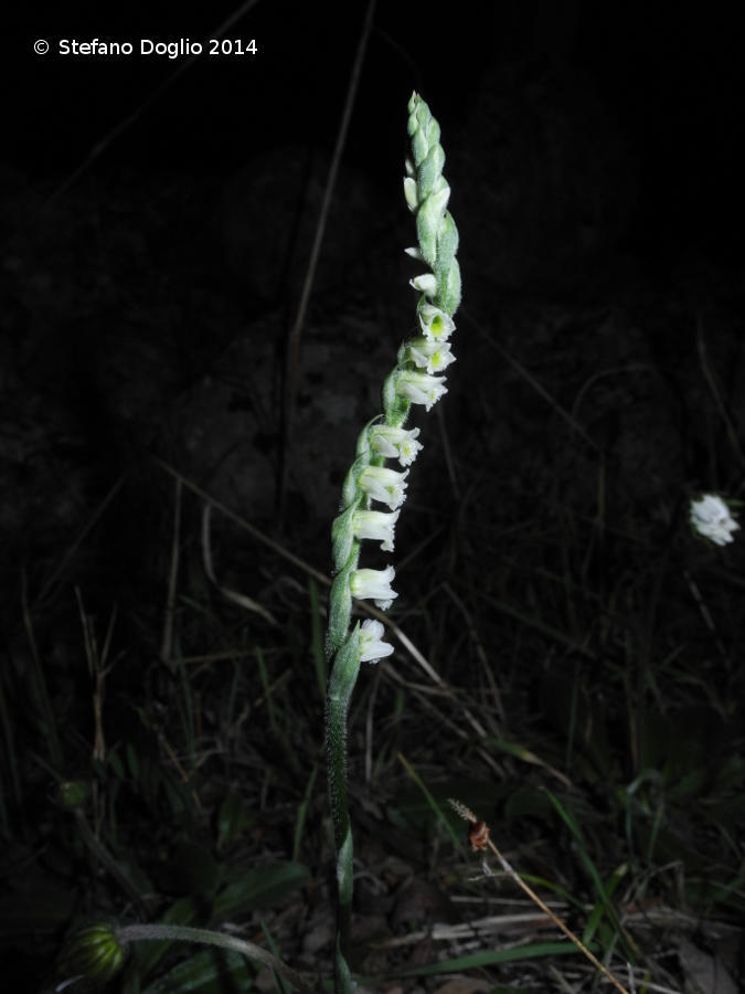 Image of Autumn Lady's Tresses Spiranthes