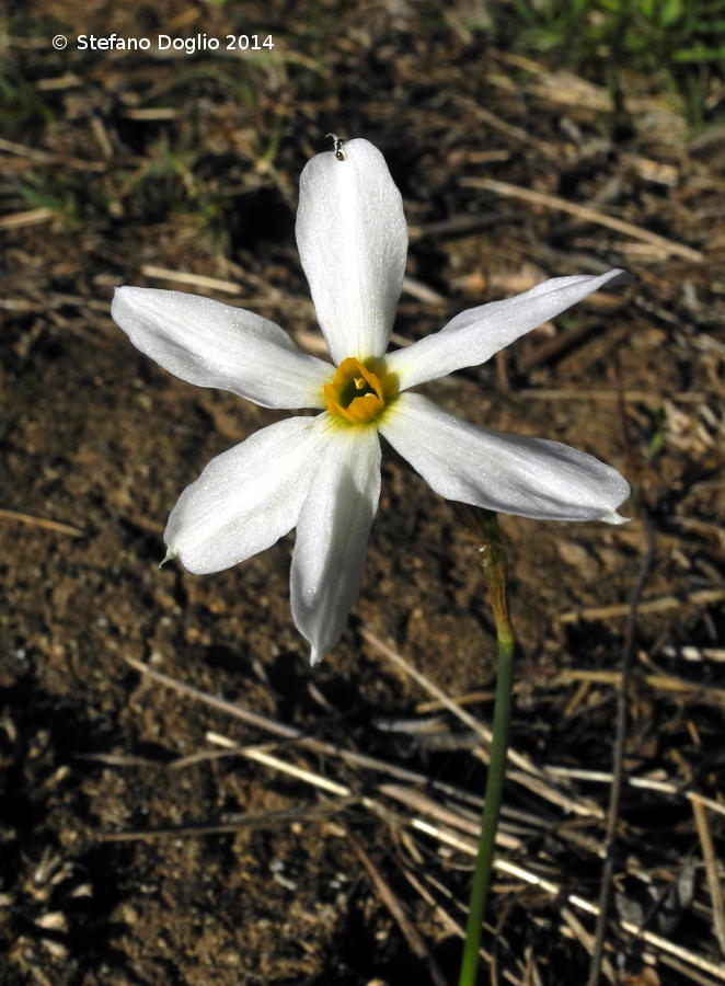 Image of Narcissus serotinus L.