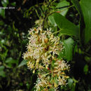 Imagem de Smilax aspera L.